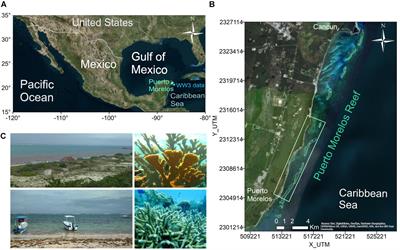 Coral Reef Geometry and Hydrodynamics in Beach Erosion Control in North Quintana Roo, Mexico